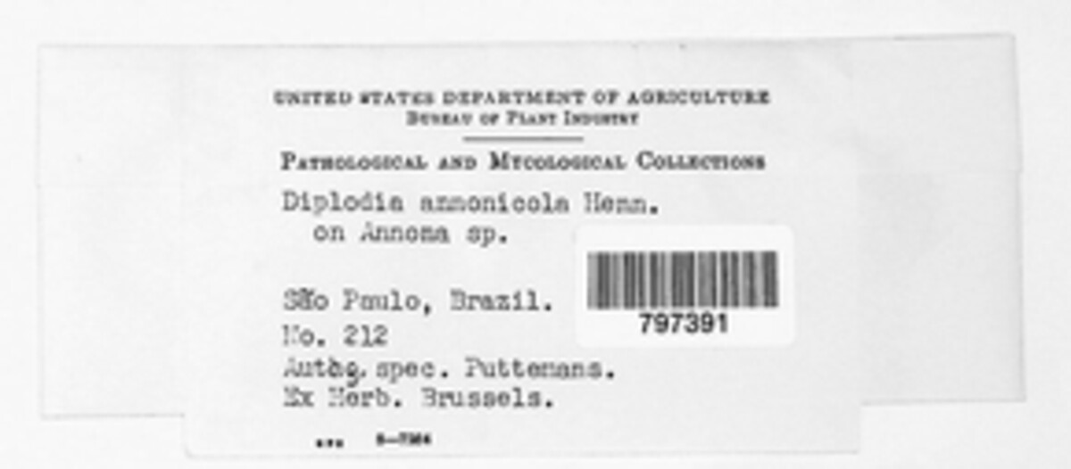 Microdiplodia annonicola image